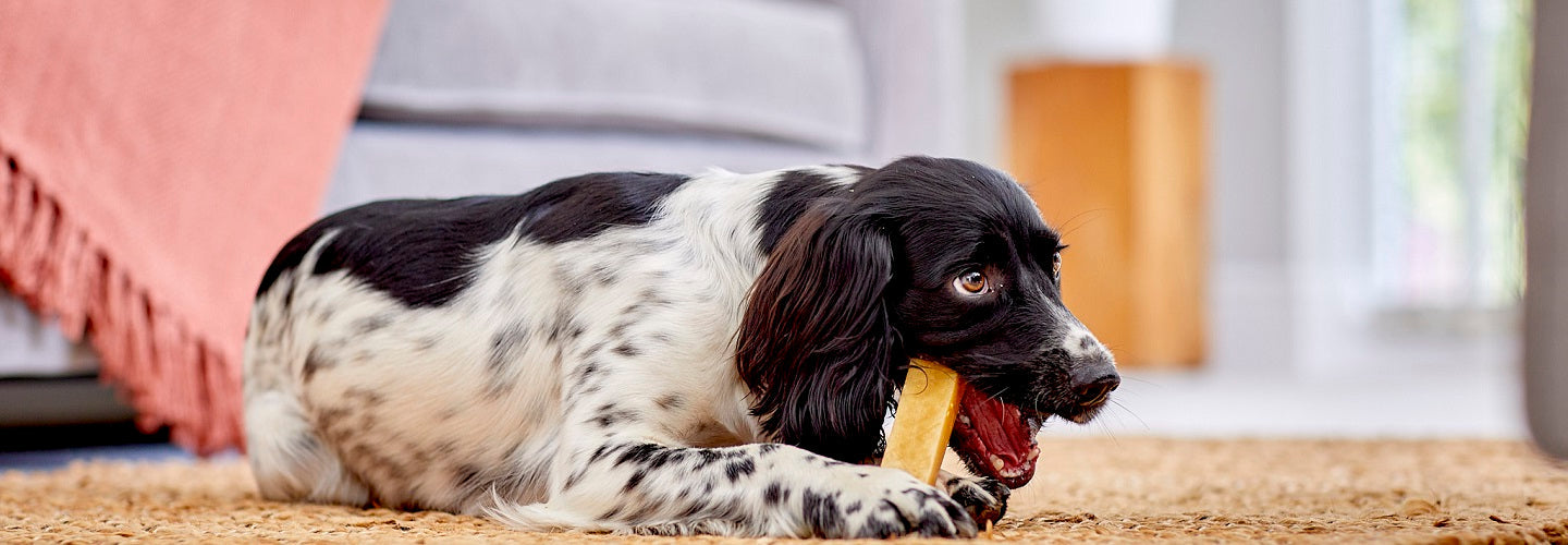 Dog lying on a carpet with a bone in its mouth, indoors.