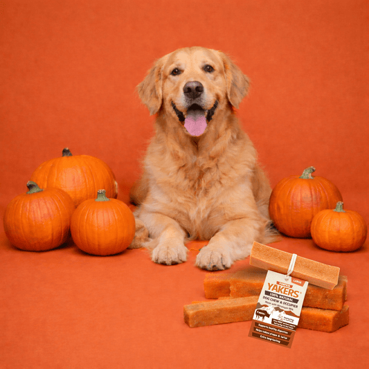 YAKERS Pumpkin Dog Chew YAKERS