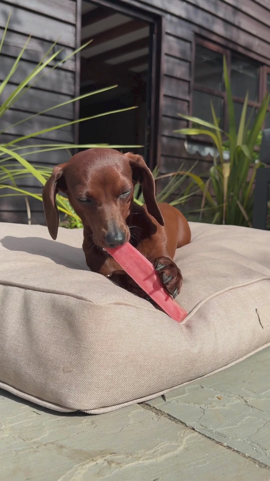 YAKERS 100% Natural Dog Chews and Crunchy Snacks – YAKERS